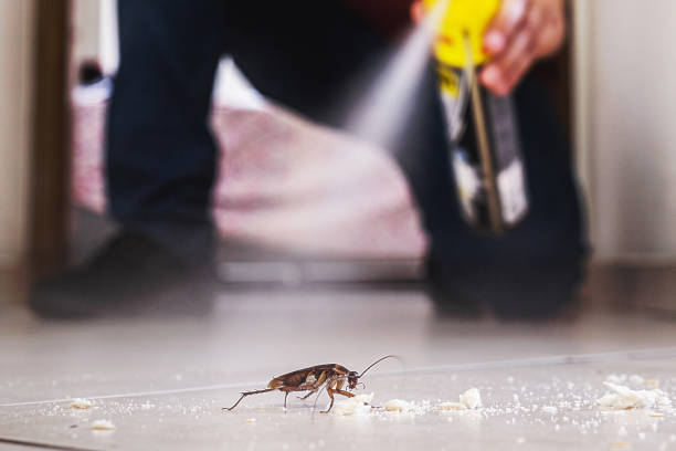 Best Flea Control Services  in Seven Lakes, NC