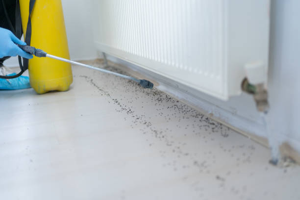 Best Wasp Removal Services  in Seven Lakes, NC